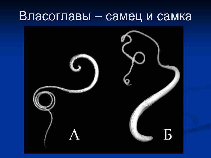 Власоглавы – самец и самка 