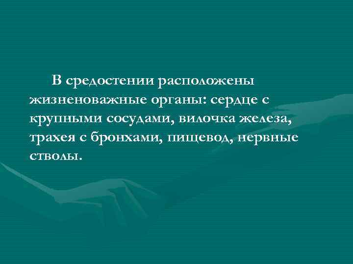 В средостении расположены жизненоважные органы: сердце с крупными сосудами, вилочка железа, трахея с бронхами,