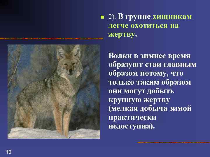 n 2). В группе хищникам легче охотиться на жертву. Волки в зимнее время образуют