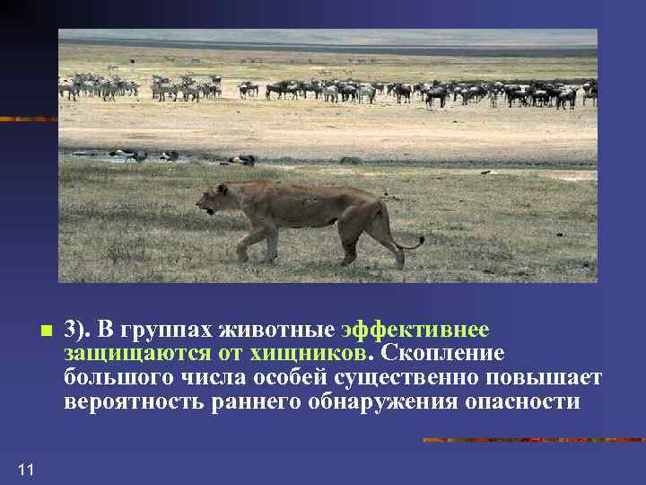 n 11 3). В группах животные эффективнее защищаются от хищников. Скопление большого числа особей