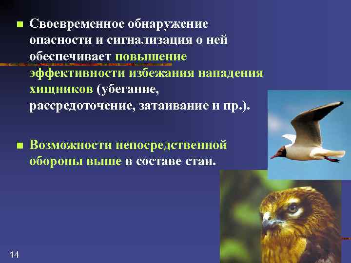 n Своевременное обнаружение опасности и сигнализация о ней обеспечивает повышение эффективности избежания нападения хищников