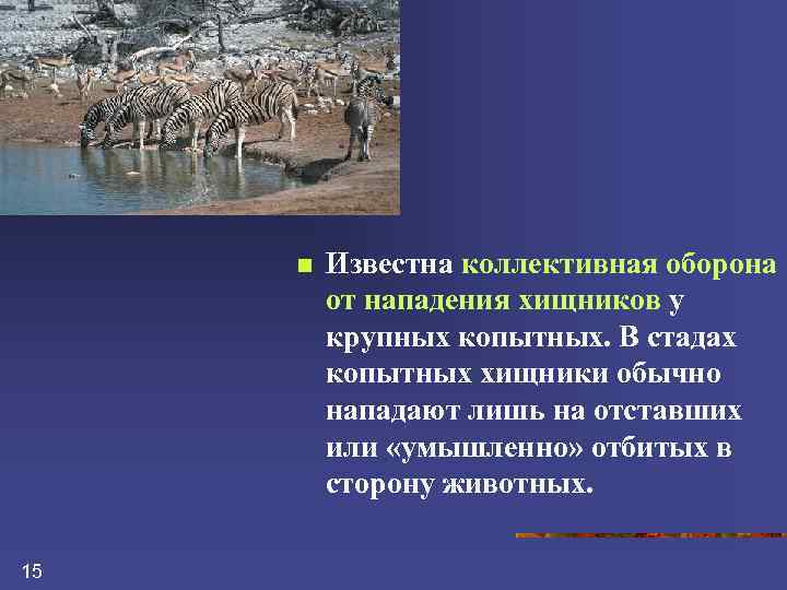 n 15 Известна коллективная оборона от нападения хищников у крупных копытных. В стадах копытных