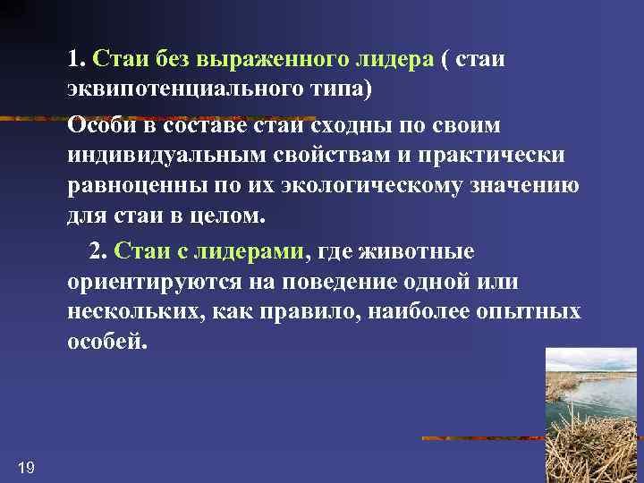 1. Стаи без выраженного лидера ( стаи эквипотенциального типа) Особи в составе стаи сходны