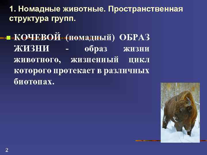 1. Номадные животные. Пространственная структура групп. n 2 КОЧЕВОЙ (номадный) ОБРАЗ ЖИЗНИ образ жизни