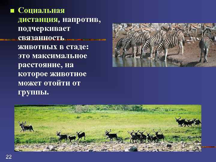 n 22 Социальная дистанция, напротив, подчеркивает связанность животных в стаде: это максимальное расстояние, на