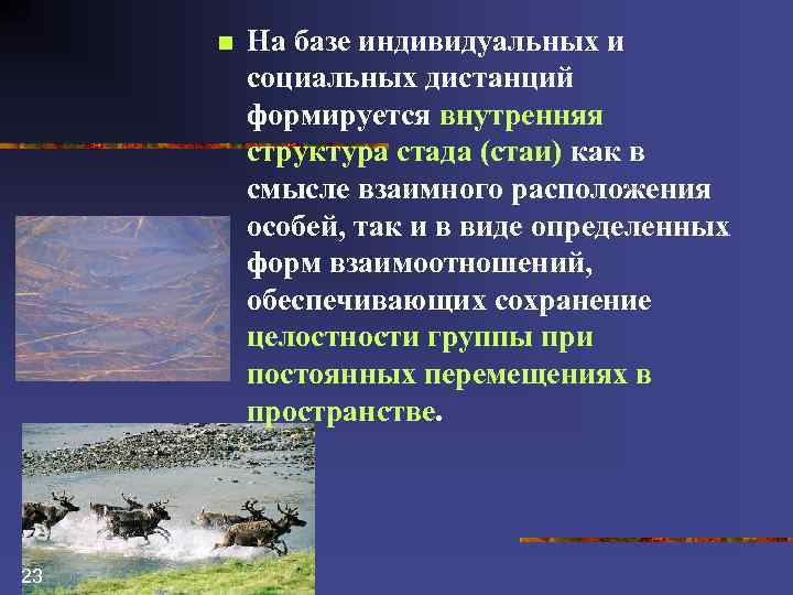 n 23 На базе индивидуальных и социальных дистанций формируется внутренняя структура стада (стаи) как