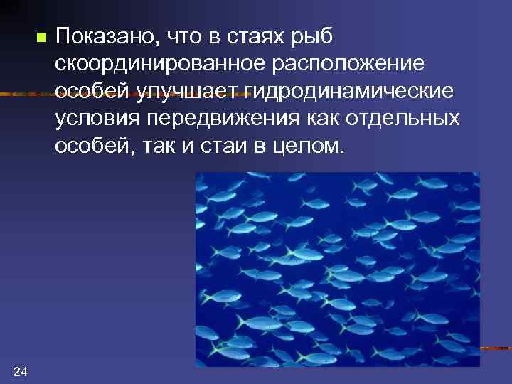 n 24 Показано, что в стаях рыб скоординированное расположение особей улучшает гидродинамические условия передвижения