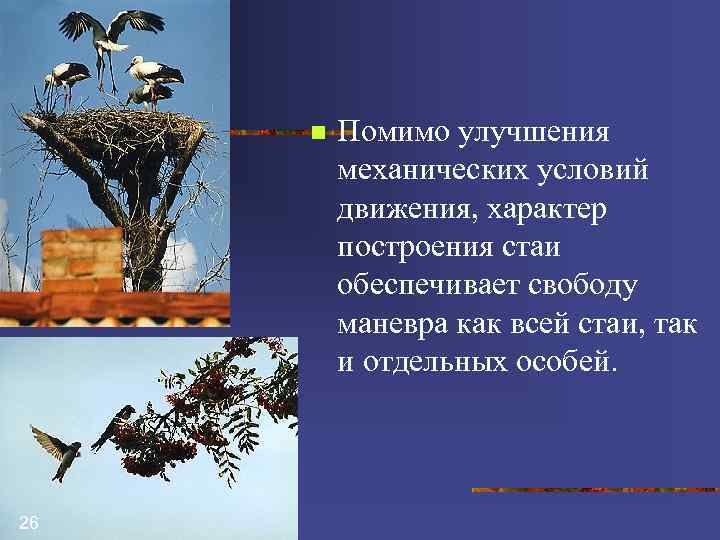 n 26 Помимо улучшения механических условий движения, характер построения стаи обеспечивает свободу маневра как