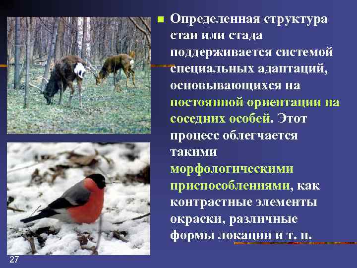 n 27 Определенная структура стаи или стада поддерживается системой специальных адаптаций, основывающихся на постоянной