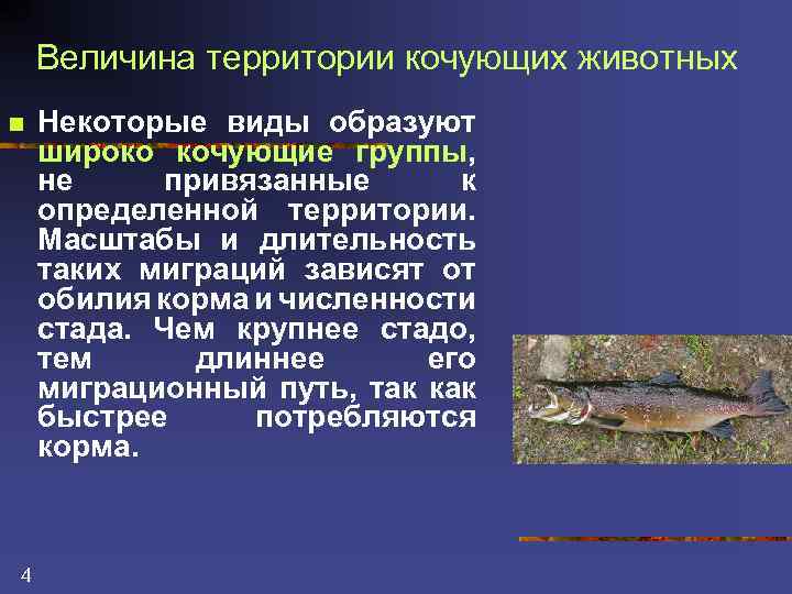Величина территории кочующих животных n 4 Некоторые виды образуют широко кочующие группы, не привязанные