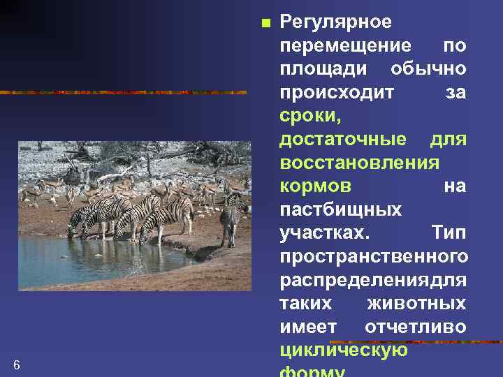 n 6 Регулярное перемещение по площади обычно происходит за сроки, достаточные для восстановления кормов