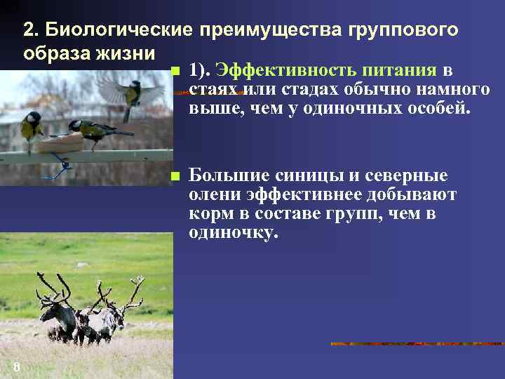 2. Биологические преимущества группового образа жизни n 1). Эффективность питания в стаях или стадах