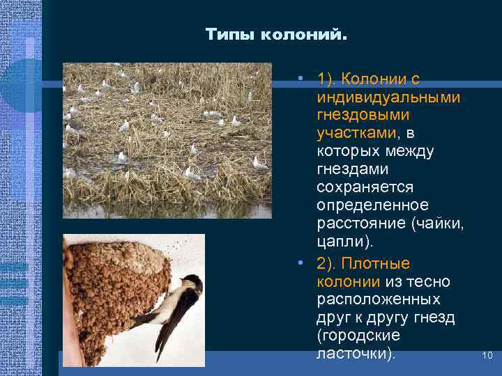 Типы колоний. • 1). Колонии с индивидуальными гнездовыми участками, в которых между гнездами сохраняется