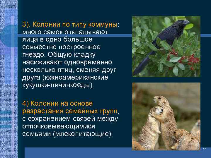  • 3). Колонии по типу коммуны: много самок откладывают яйца в одно большое