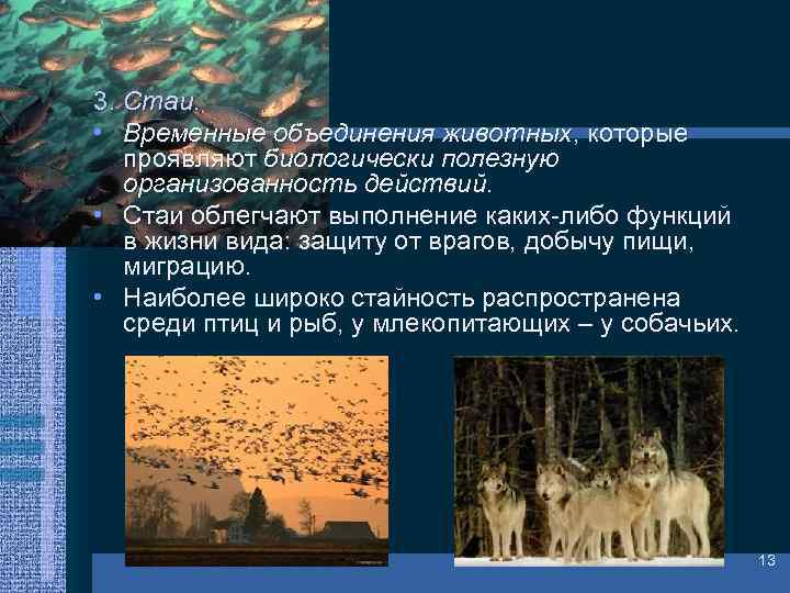 3. Стаи. • Временные объединения животных, которые проявляют биологически полезную организованность действий. • Стаи