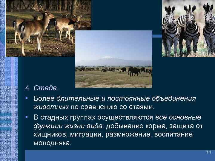 4. Стада. • Более длительные и постоянные объединения животных по сравнению со стаями. •