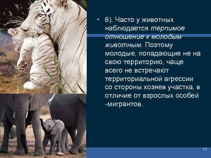  • 6). Часто у животных наблюдается терпимое отношение к молодым животным. Поэтому молодые,