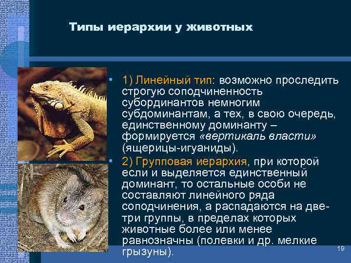 Типы иерархии у животных • 1) Линейный тип: возможно проследить строгую соподчиненность субординантов немногим