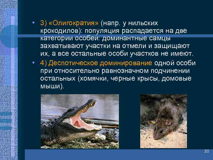  • 3) «Олигократия» (напр. у нильских крокодилов): популяция распадается на две категории особей: