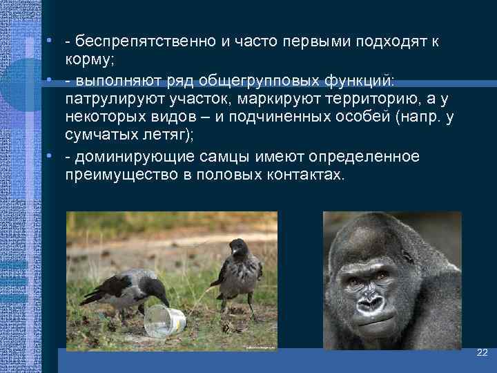  • - беспрепятственно и часто первыми подходят к корму; • - выполняют ряд