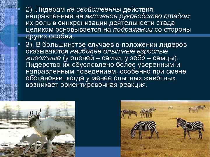  • 2). Лидерам не свойственны действия, направленные на активное руководство стадом; их роль