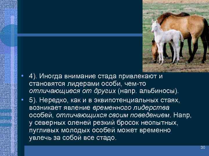  • 4). Иногда внимание стада привлекают и становятся лидерами особи, чем-то отличающиеся от
