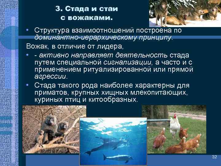 3. Стада и стаи с вожаками. • Структура взаимоотношений построена по доминантно-иерархическому принципу. Вожак,