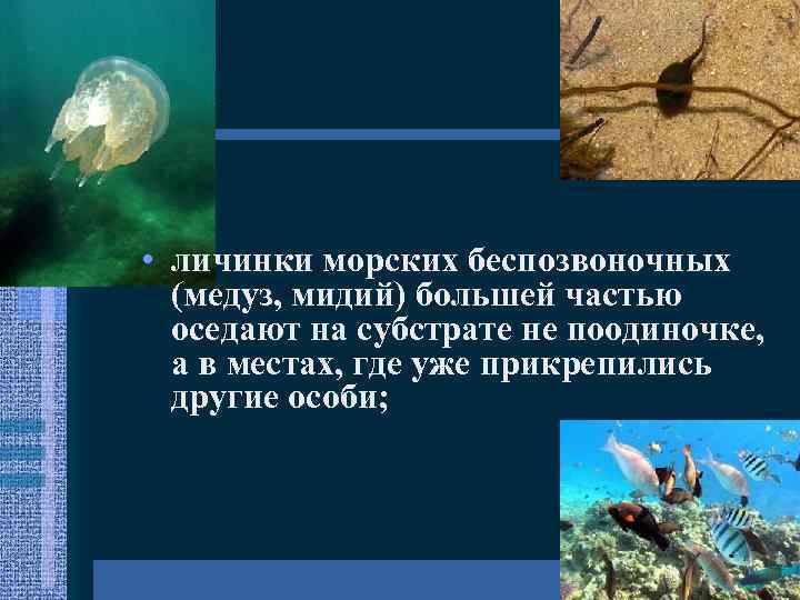  • личинки морских беспозвоночных (медуз, мидий) большей частью оседают на субстрате не поодиночке,