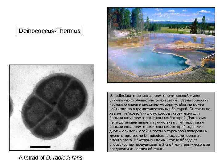 Deinococcus-Thermus D. radiodurans является грамположительной, имеет уникальную особенно клеточной стенки. Стена содержит несколько слоев