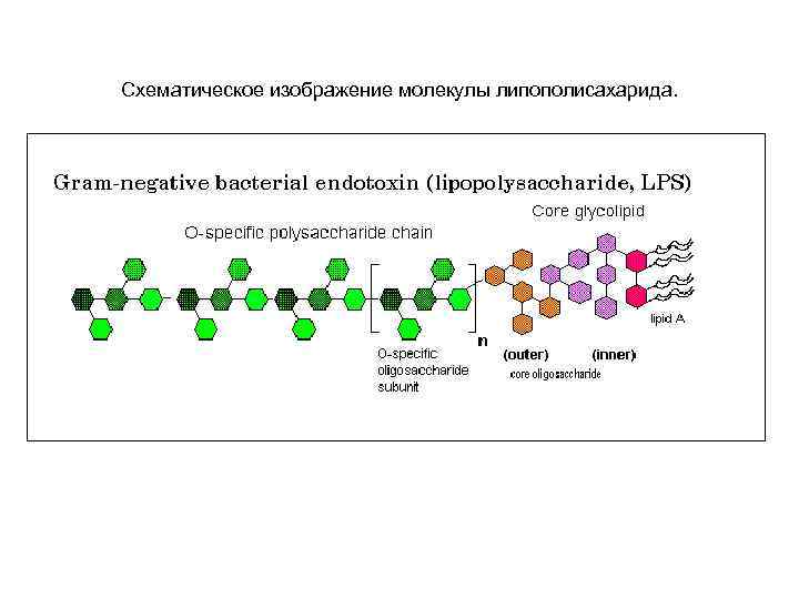 Схематическое изображение молекулы липополисахарида. 