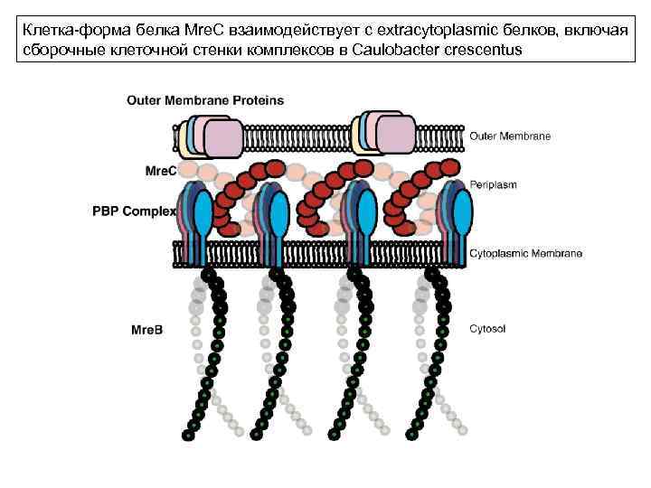 Клетка-форма белка Mre. C взаимодействует с extracytoplasmic белков, включая сборочные клеточной стенки комплексов в