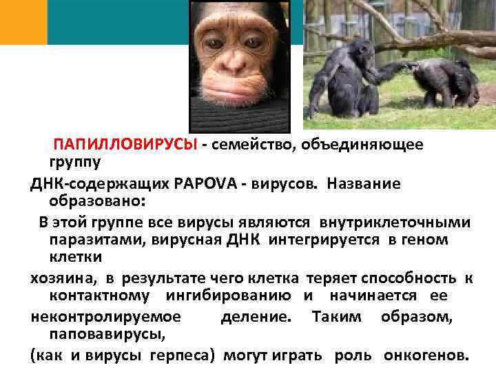 ПАПИЛЛОВИРУСЫ - семейство, объединяющее группу ДНК-содержащих РАРОVA - вирусов. Название образовано: В этой группе