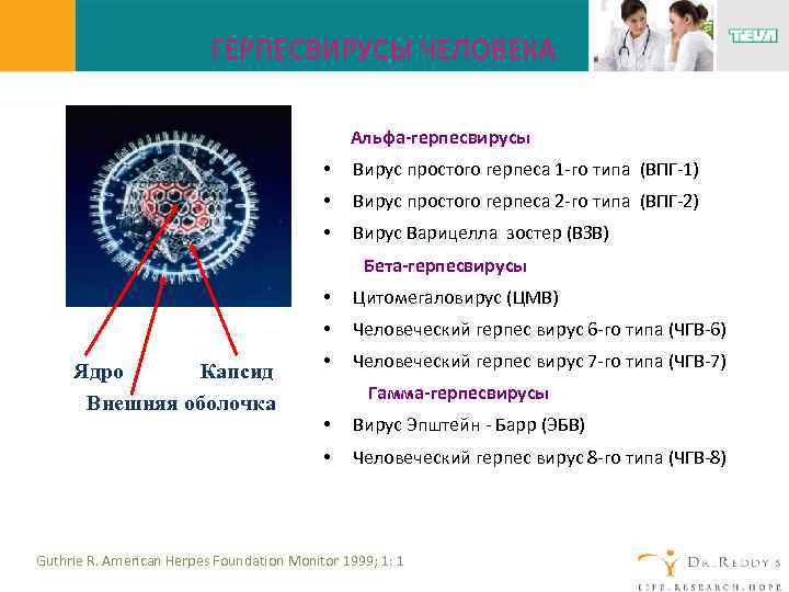 ГЕРПЕСВИРУСЫ ЧЕЛОВЕКА Альфа-герпесвирусы • Вирус простого герпеса 1 -го типа (ВПГ-1) • Вирус простого