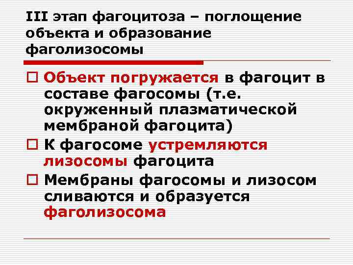 III этап фагоцитоза – поглощение объекта и образование фаголизосомы o Объект погружается в фагоцит