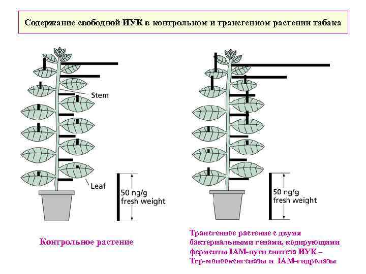 Содержание свободной ИУК в контрольном и трансгенном растении табака Контрольное растение Трансгенное растение с