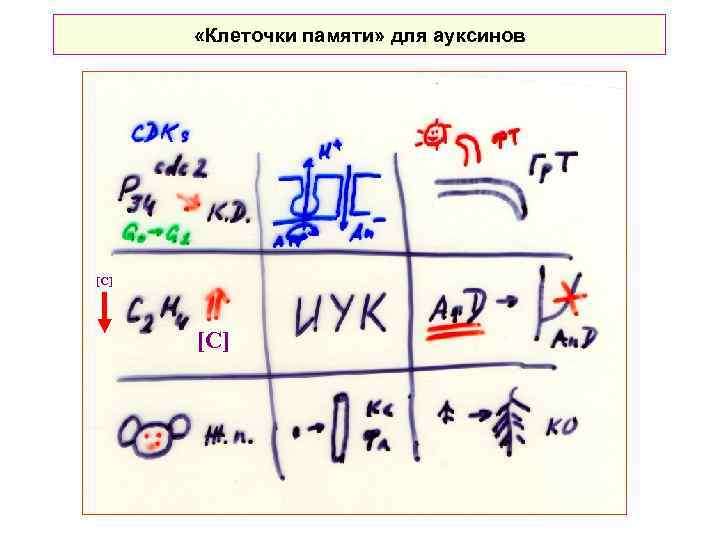  «Клеточки памяти» для ауксинов [С] 