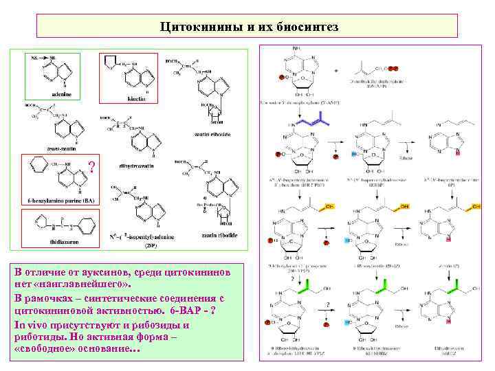 Цитокинины и их биосинтез ? В отличие от ауксинов, среди цитокининов нет «наиглавнейшего» .