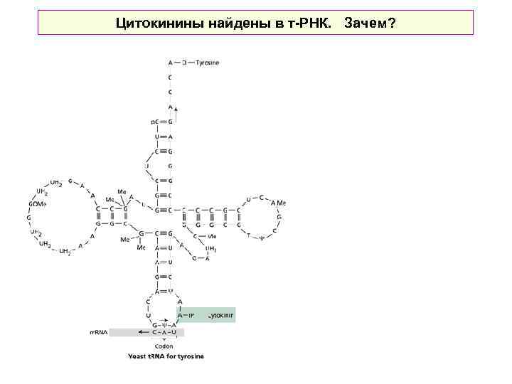 Цитокинины найдены в т-РНК. Зачем? 