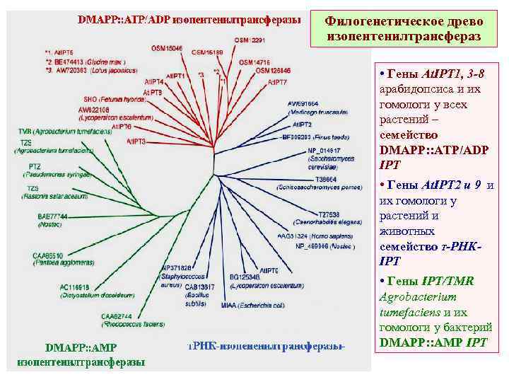 Филогенетическое древо изопентенилтрансфераз • Гены At. IPT 1, 3 -8 арабидопсиса и их гомологи