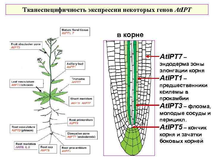 Тканеспецифичность экспрессии некоторых генов At. IPT в корне At. IPT 7 – эндодерма зоны