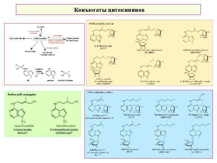 Конъюгаты цитокининов 