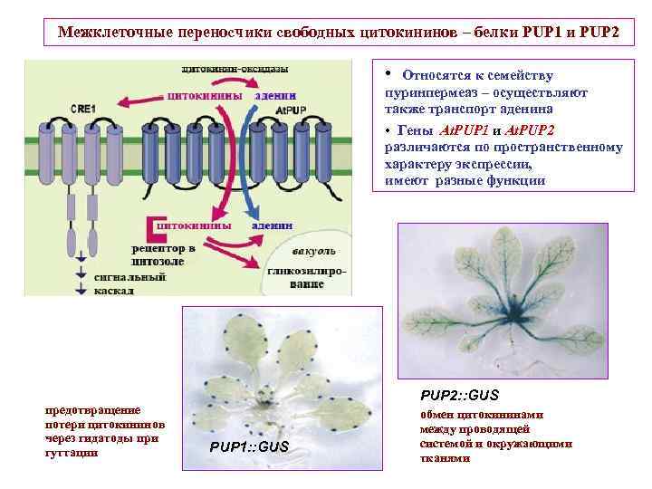 Межклеточные переносчики свободных цитокининов – белки PUP 1 и PUP 2 • Относятся к