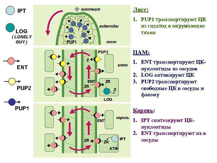 IPT LOG ( LONELY GUY ) Лист: 1. PUP 1 транспортируют ЦК из гидатод