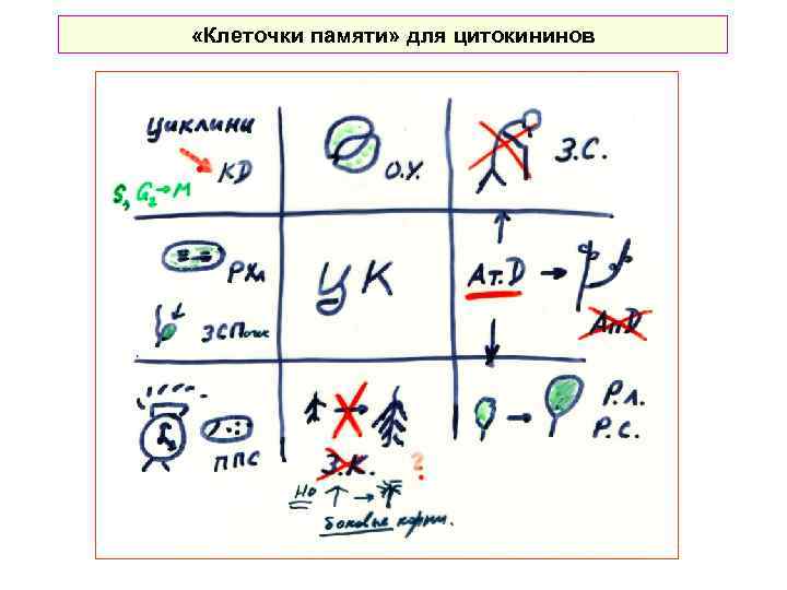  «Клеточки памяти» для цитокининов 