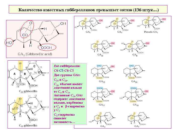 Количество известных гиббереллинов превышает сотню (136 штук…) Ent-гиббереллан: С 6 -С 5 -С 6