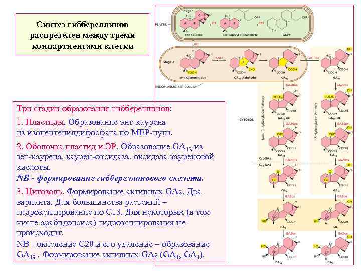 Синтез гиббереллинов распределен между тремя компартментами клетки Три стадии образования гиббереллинов: 1. Пластиды. Образование