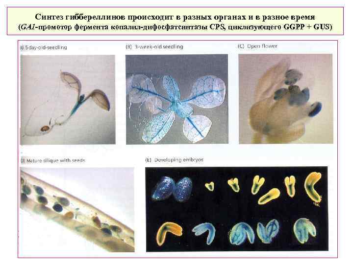 Синтез гиббереллинов происходит в разных органах и в разное время (GA 1 -промотор фермента