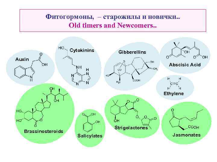 Фитогормоны, – старожилы и новички. . Old timers and Newcomers. . Cytokinins Gibberellins Auxin