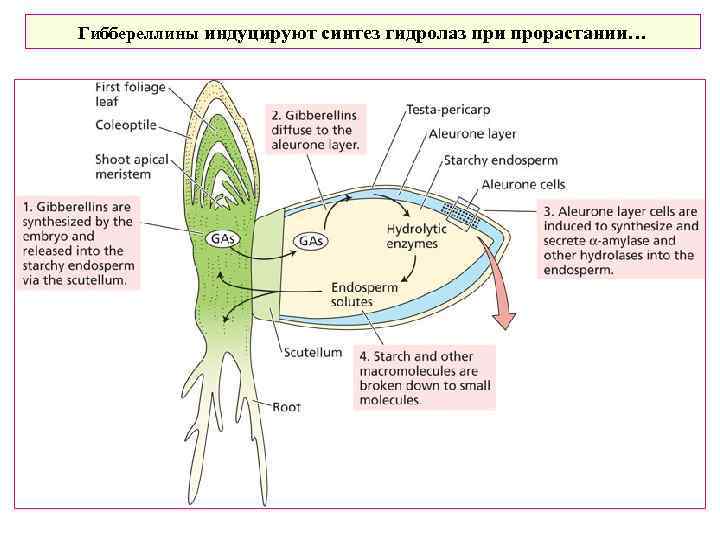 Гиббереллины индуцируют синтез гидролаз при прорастании… 