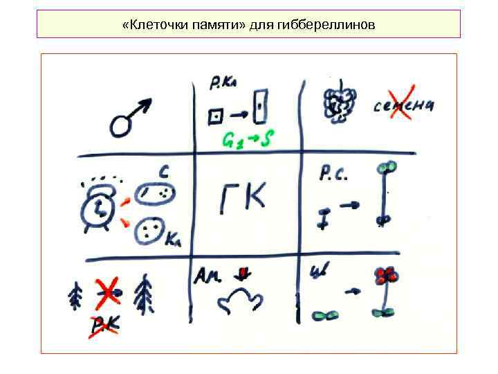  «Клеточки памяти» для гиббереллинов 